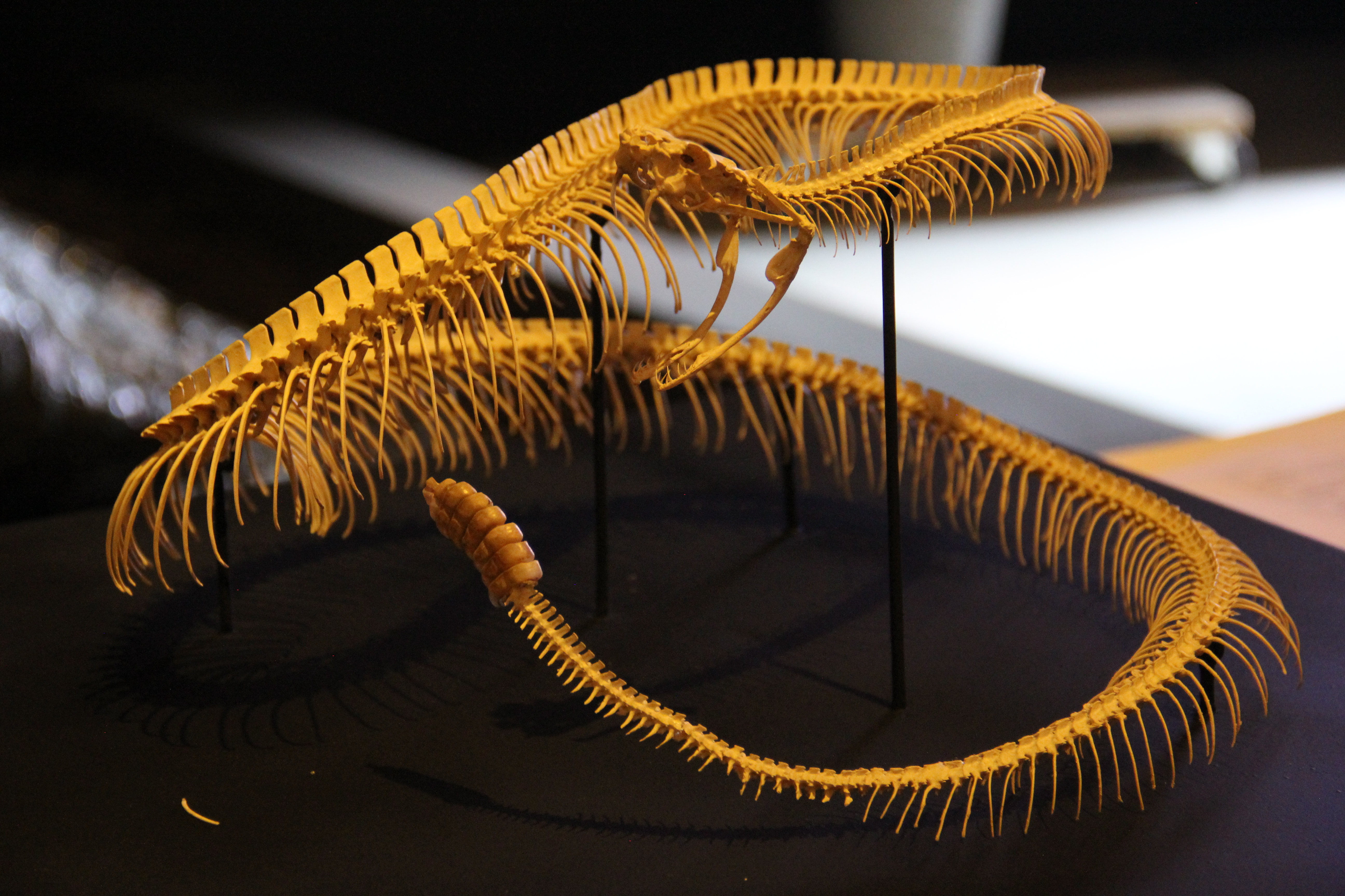 Reptiles del pasado y del presente” en el Museo Laberinto
